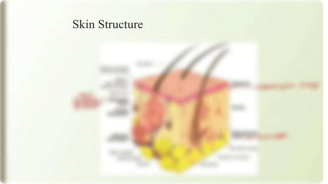 PPT Week 6 Skin Hair Nails - STUDENT VERSION(1).pdf_dnxe3mx1tga_page5