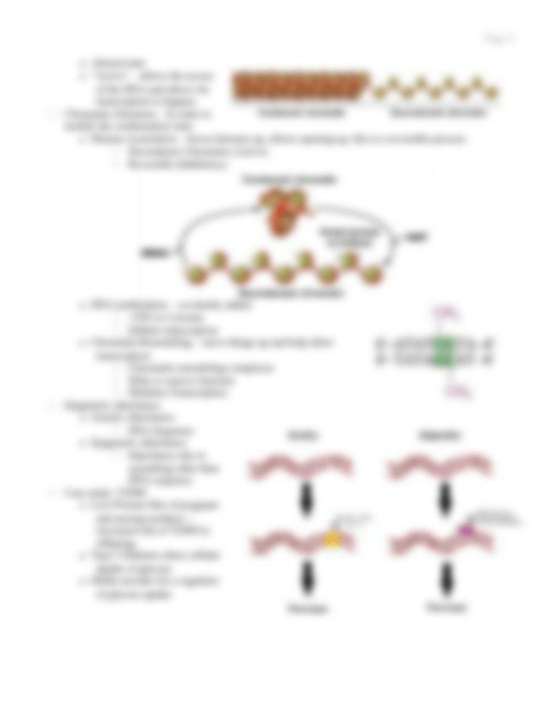 Study Guide Week 4 - Genetics.docx_dnxnwt7eyow_page4