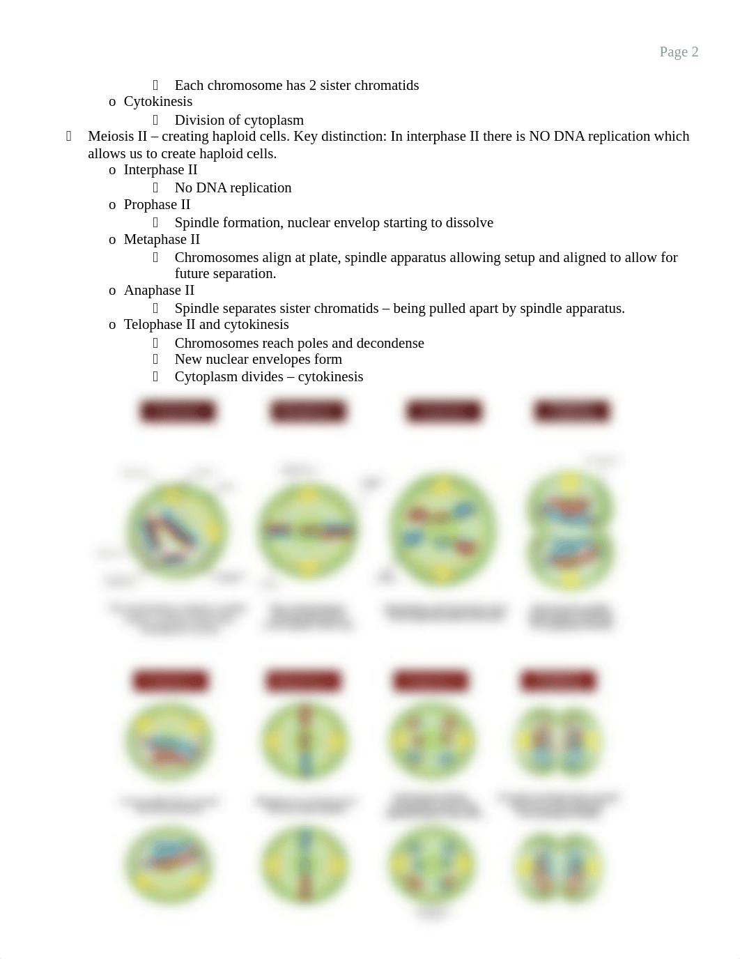 Study Guide Week 4 - Genetics.docx_dnxnwt7eyow_page2