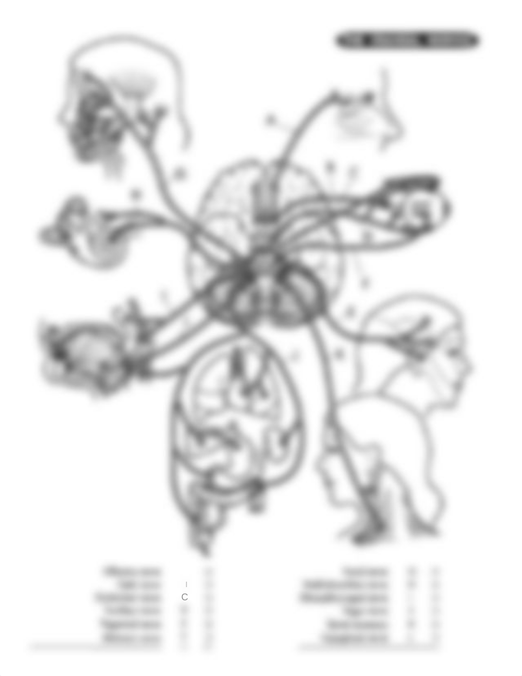 Cranial_Nerve_lab.docx_dnxt1syud0f_page2