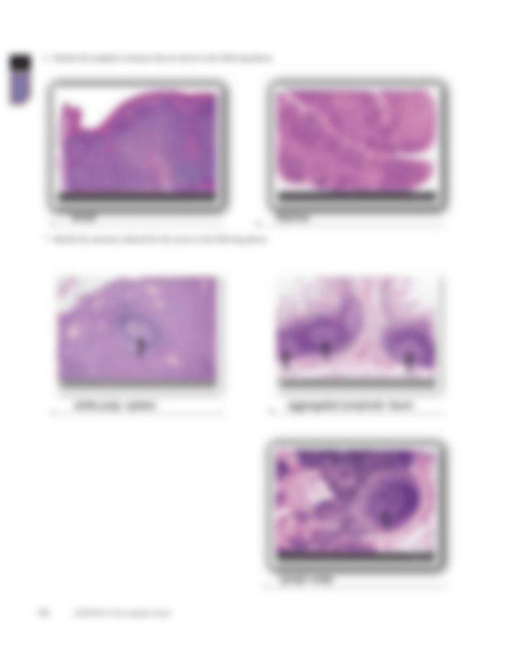 lymphatic system review sheet (1) (1).pdf_dny90po51nf_page2