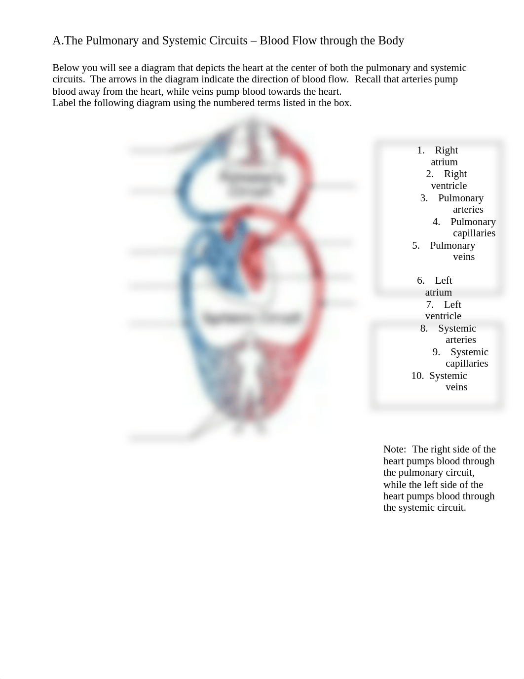 Assignment - HEART and BLOOD VESSELS.docx_dnzecd4p3h6_page2