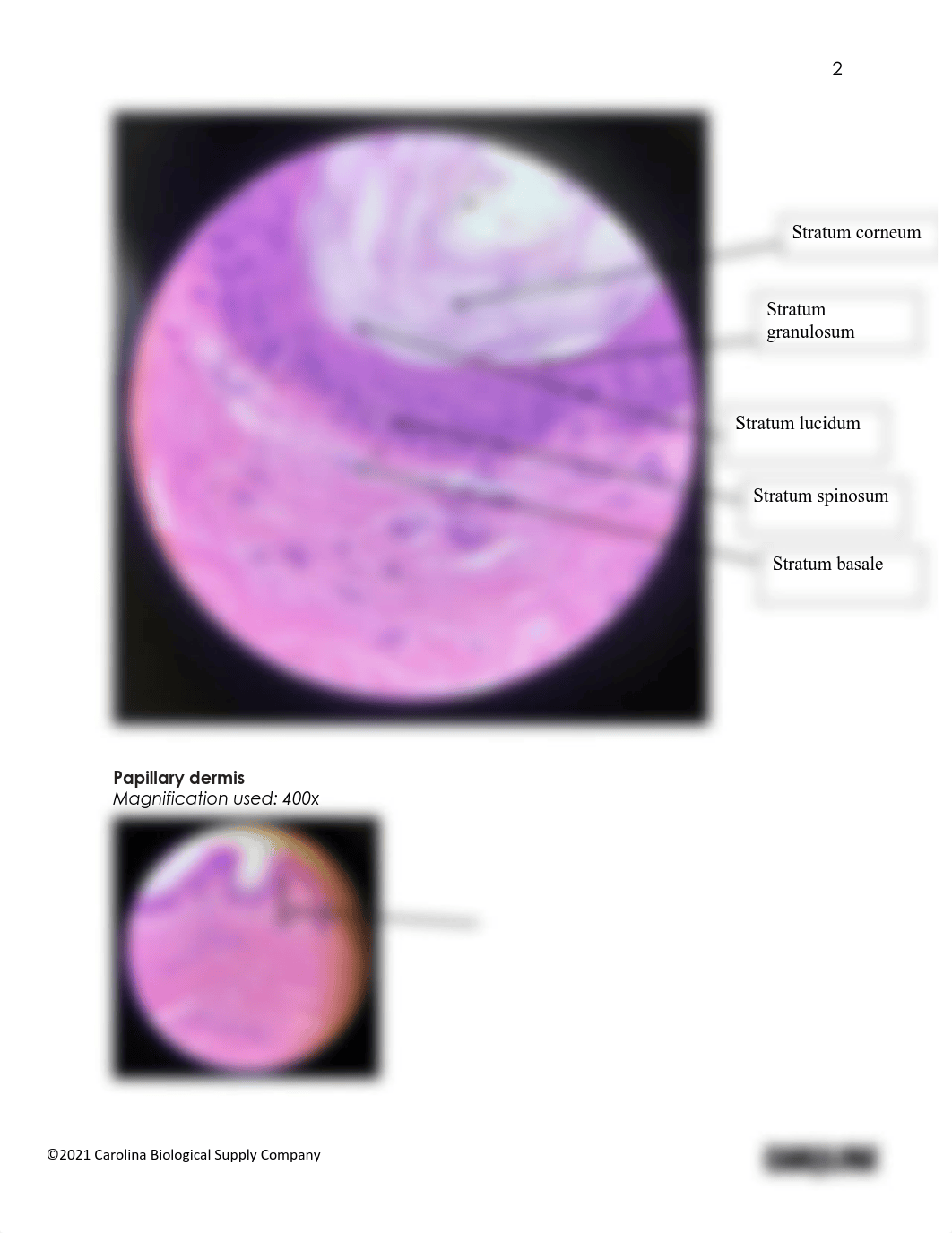 K Harvey BIO201 Introduction to Histology_The Skin_Answer sheet.pdf_dnztw8kmul8_page2