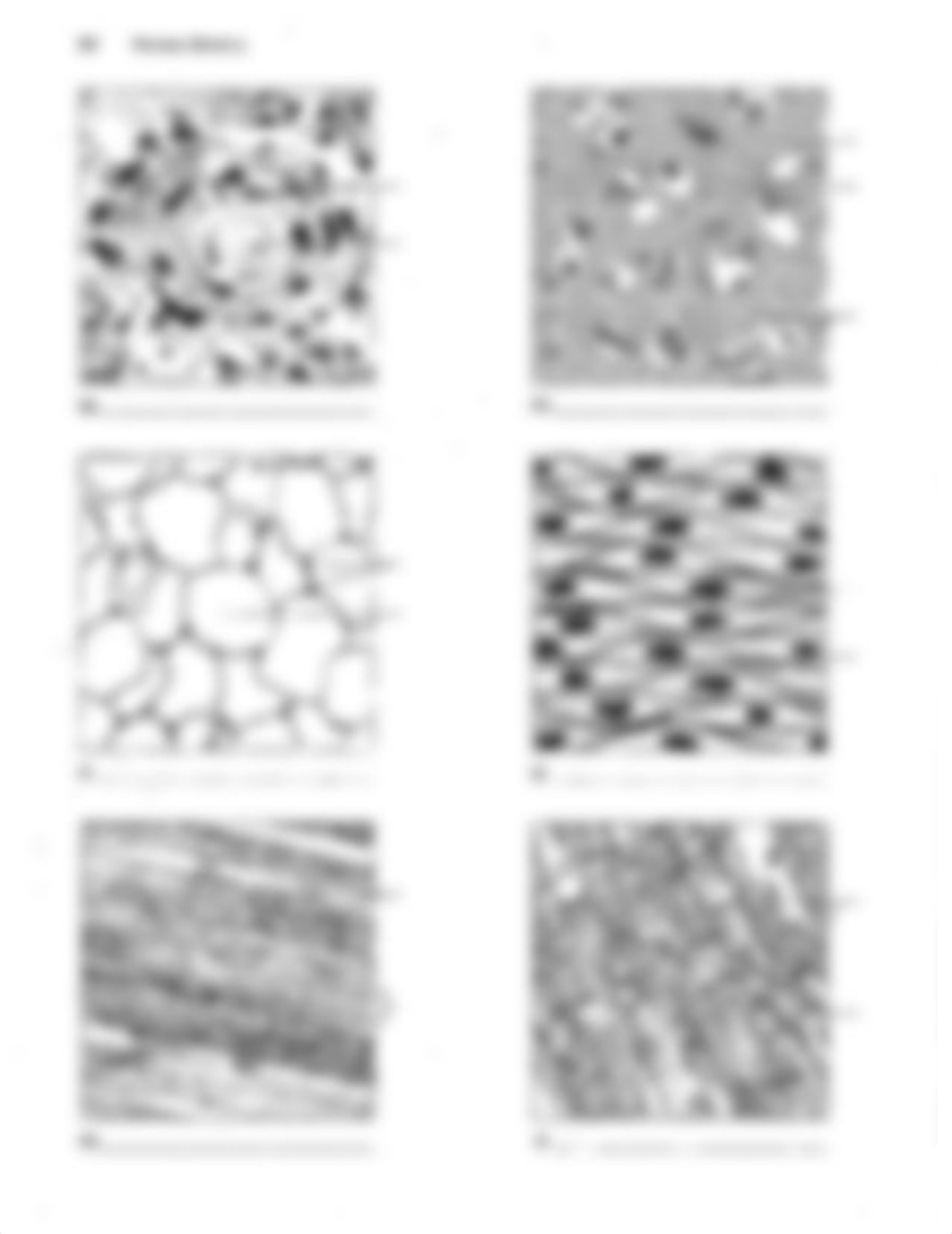 SP17 Tissues types to Color n Label.pdf_dnzy0u4kifz_page2