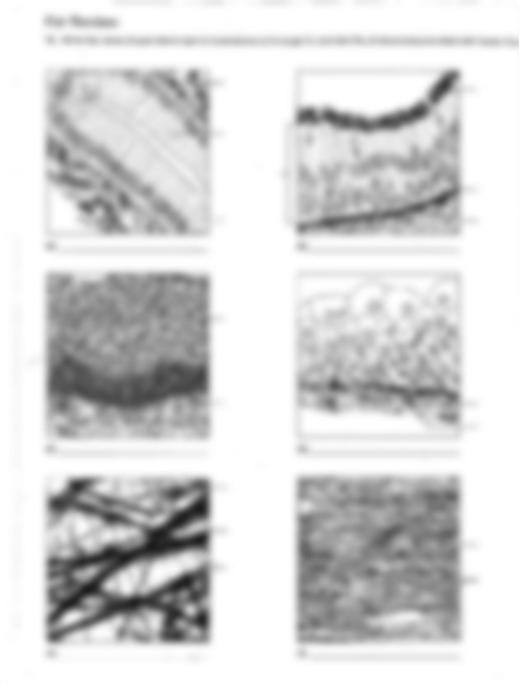 SP17 Tissues types to Color n Label.pdf_dnzy0u4kifz_page1