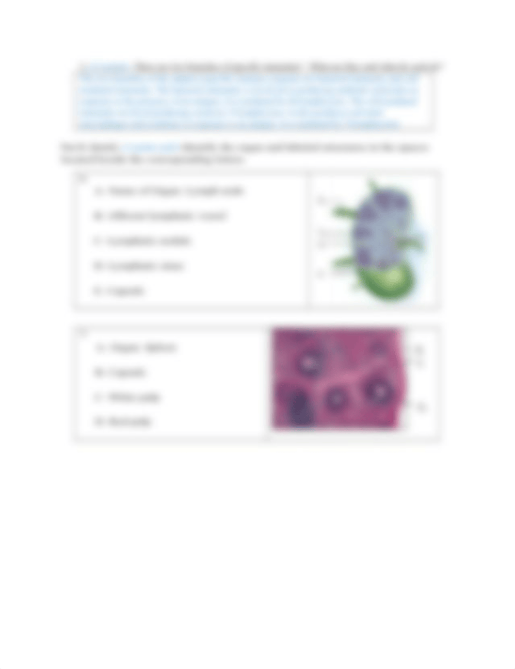 Ch 16_Lymphatic & Immunity Lab_Sturgill.docx_do0be22sdpj_page2