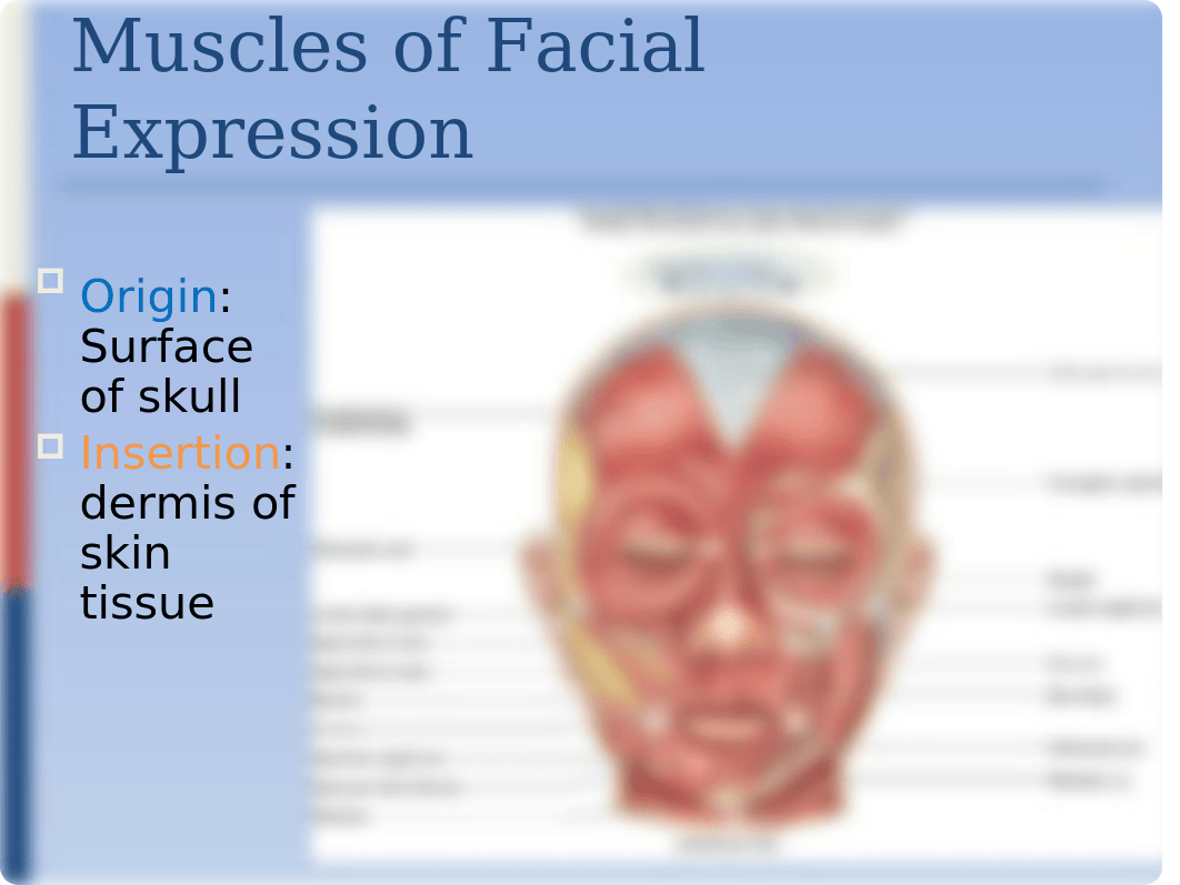 A 210 Anatomy- Muscles of the Head and Neck Lecture.pptx_do121nkzg6y_page3