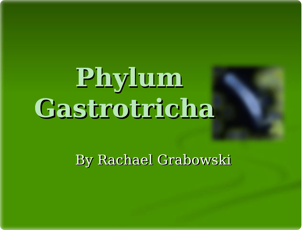 Phylum Gastrotricha.ppt_do1jbvl8z6l_page1