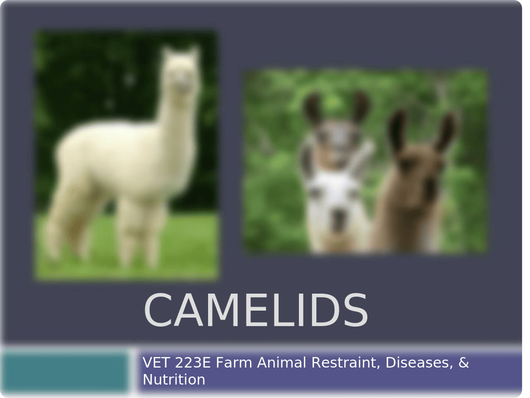 Lecture 3 - Camelids ppt.pptx_do1lzecdql7_page1