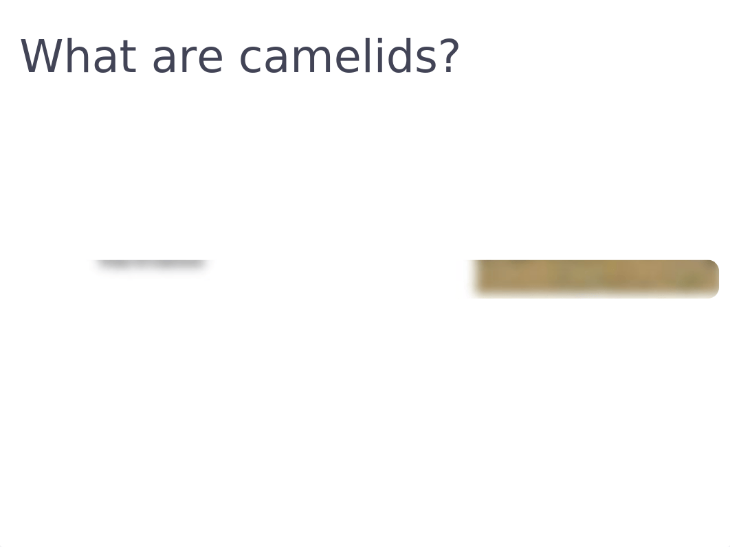 Lecture 3 - Camelids ppt.pptx_do1lzecdql7_page2