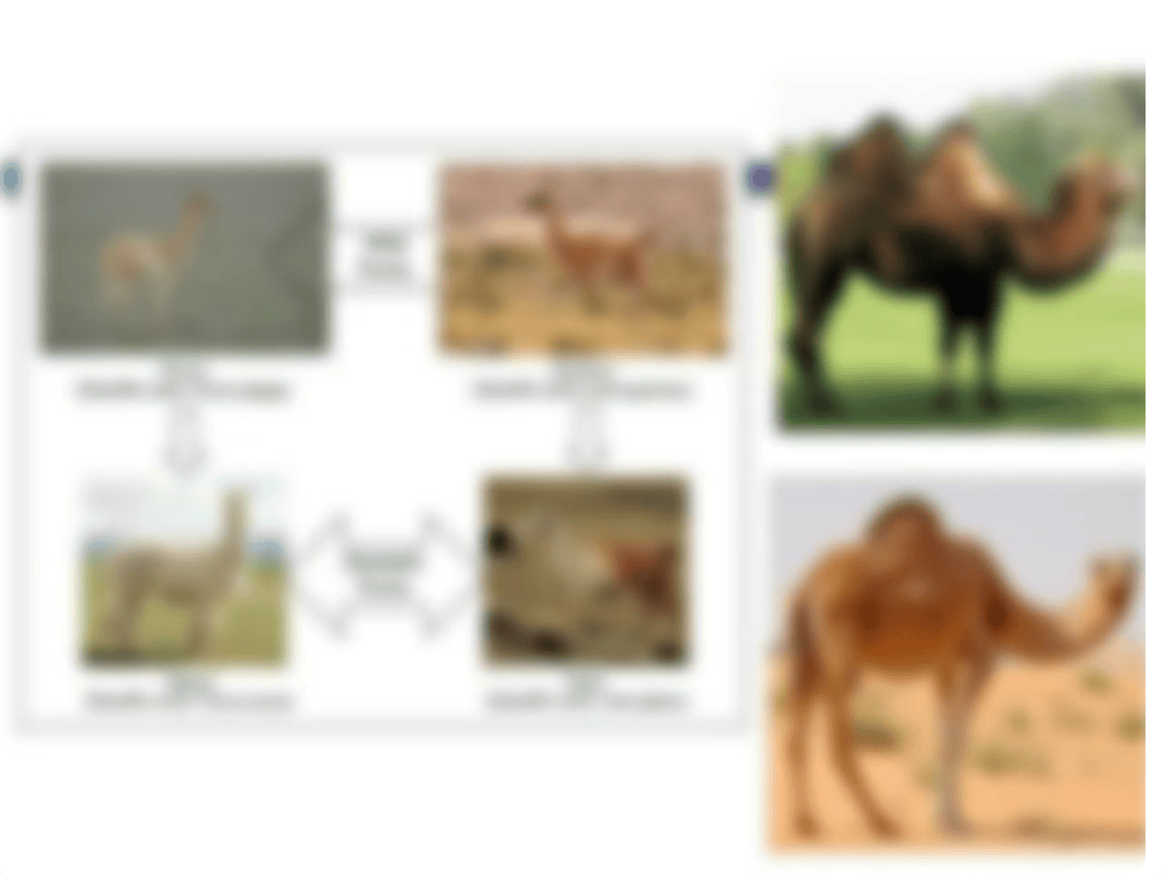 Lecture 3 - Camelids ppt.pptx_do1lzecdql7_page3