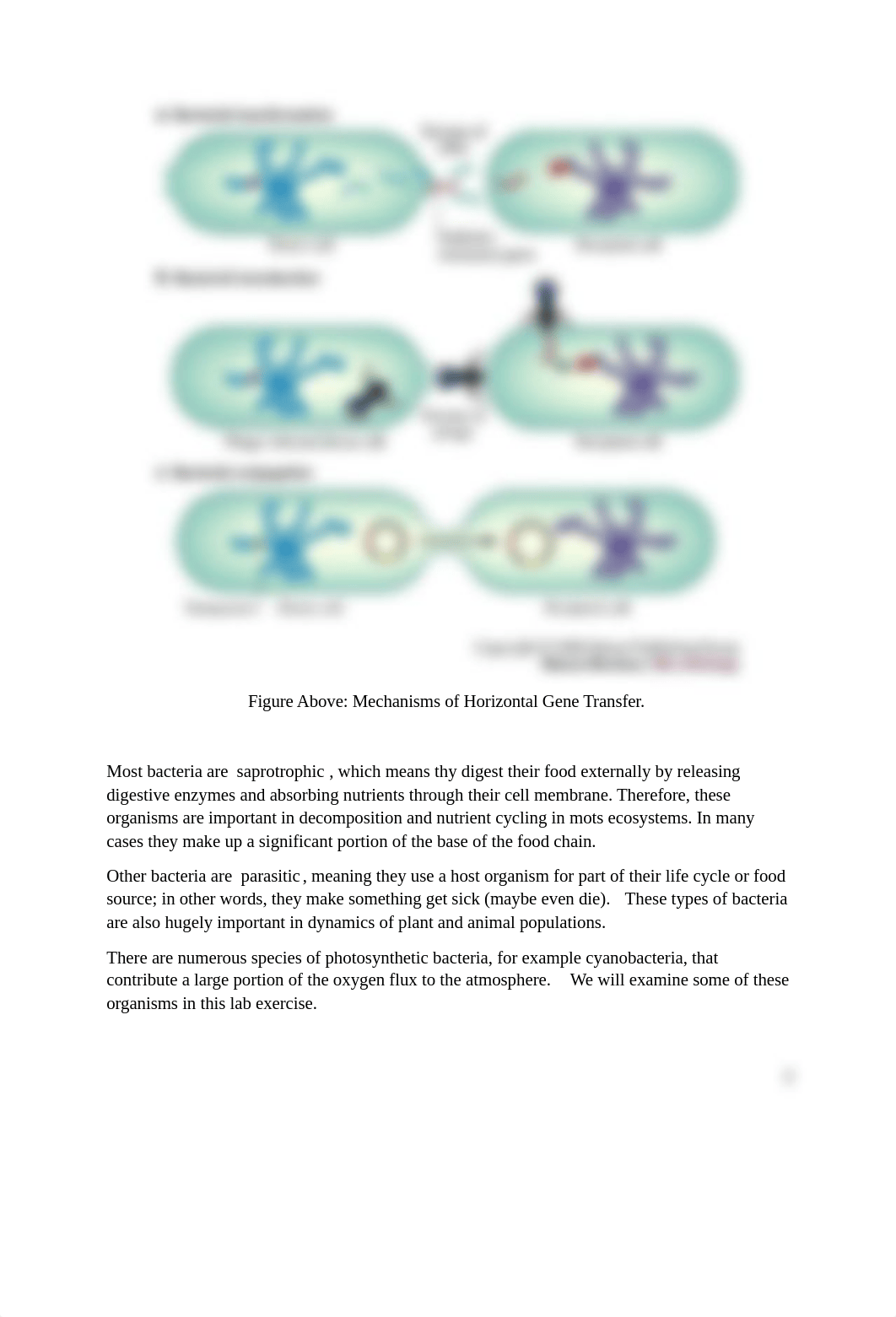 Bio 102 Lab, Prokaryotic Life, Dittler.docx_do2zby70zi3_page2