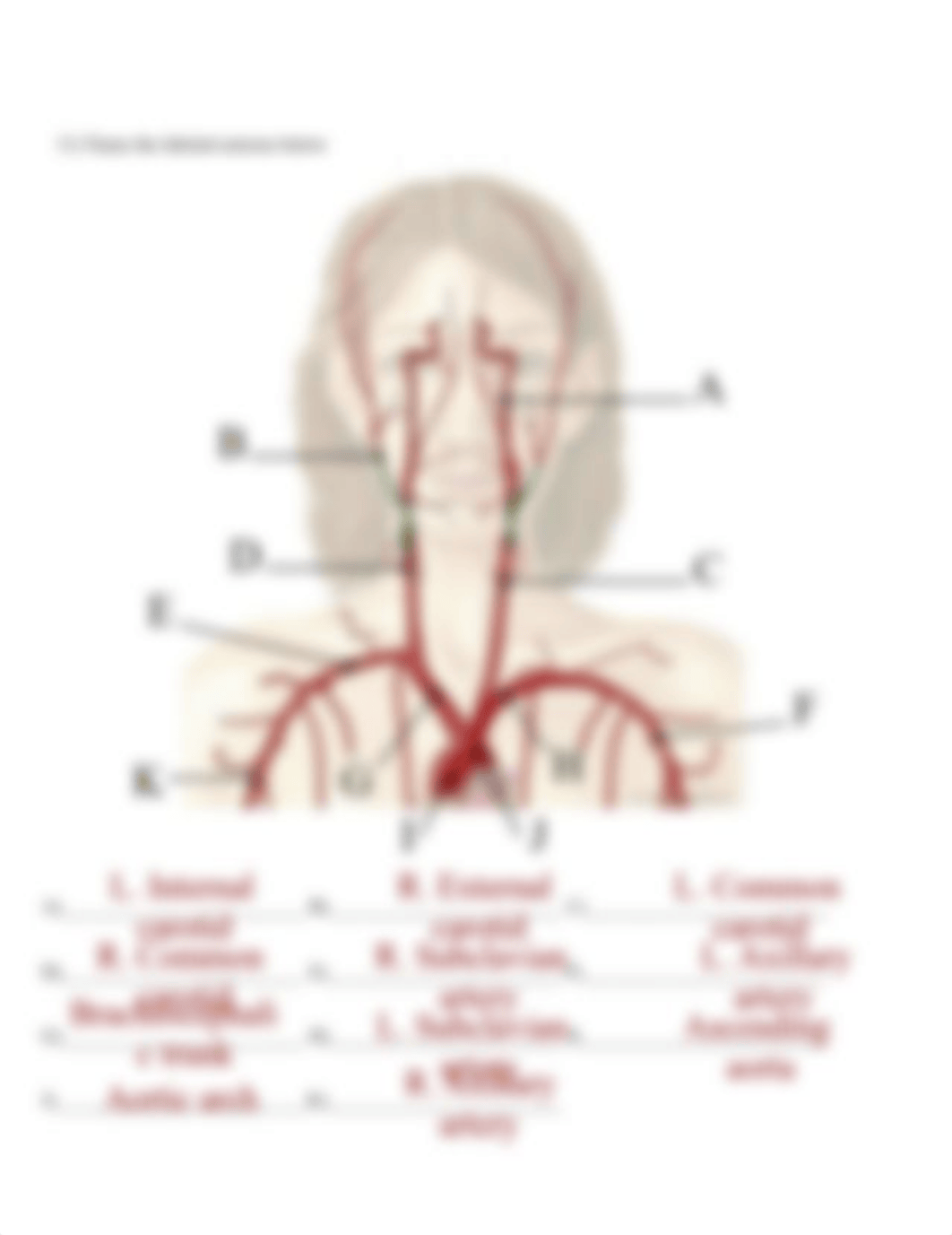 Arteries and Veins Lab answer sheet.doc_do3aasgw9tp_page4