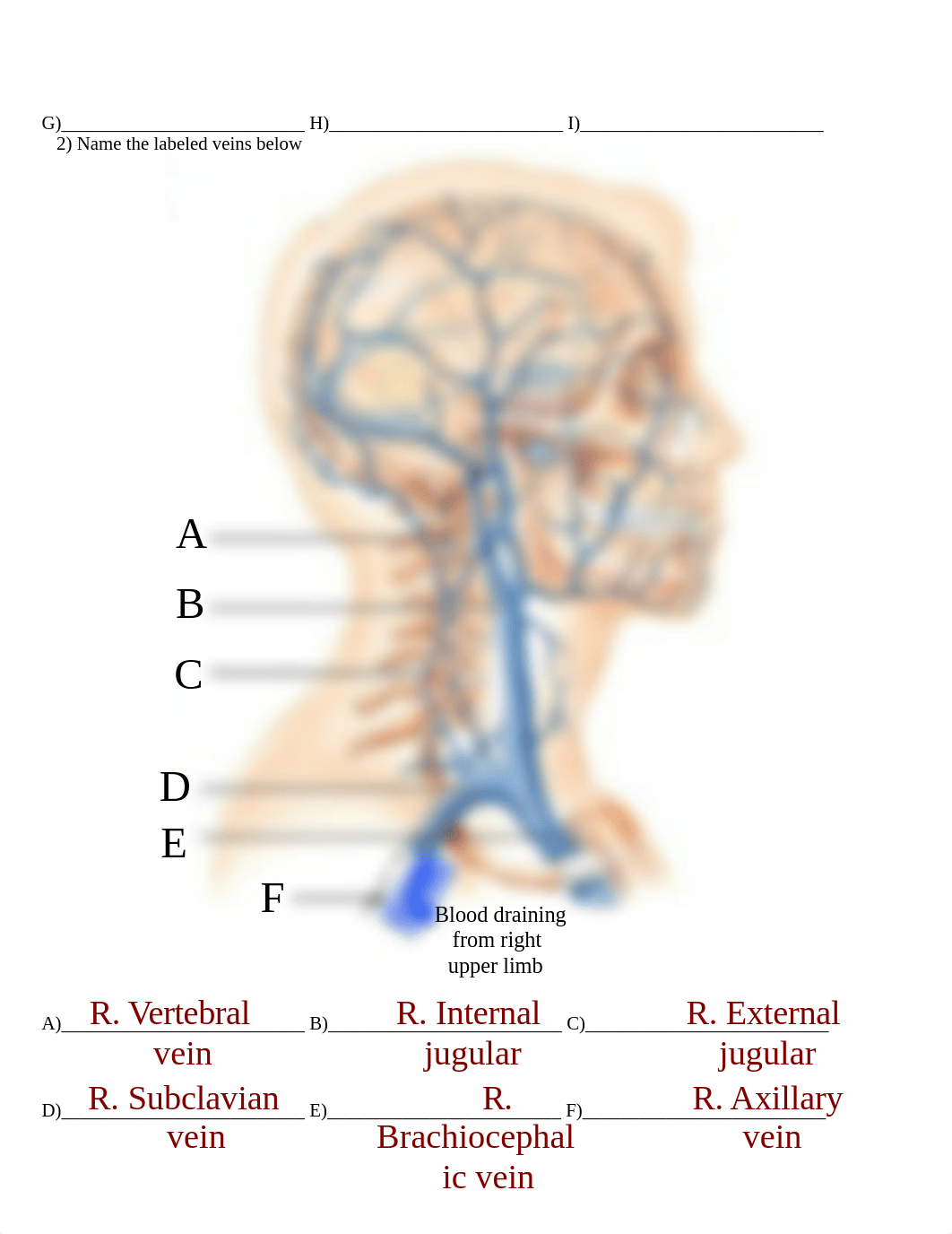 Arteries and Veins Lab answer sheet.doc_do3aasgw9tp_page2