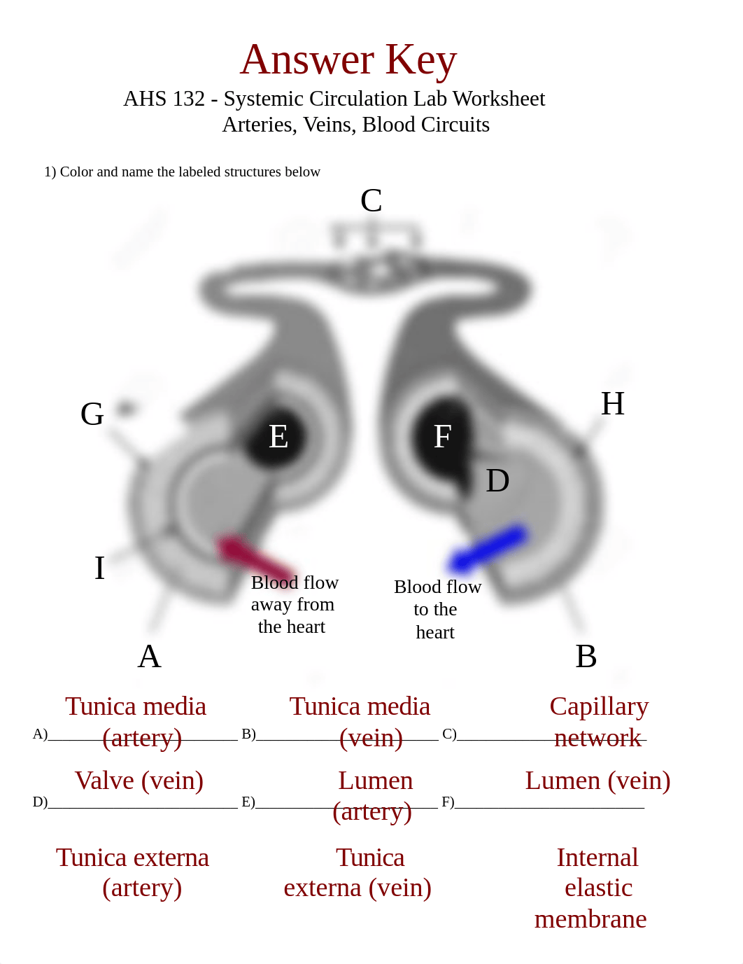 Arteries and Veins Lab answer sheet.doc_do3aasgw9tp_page1