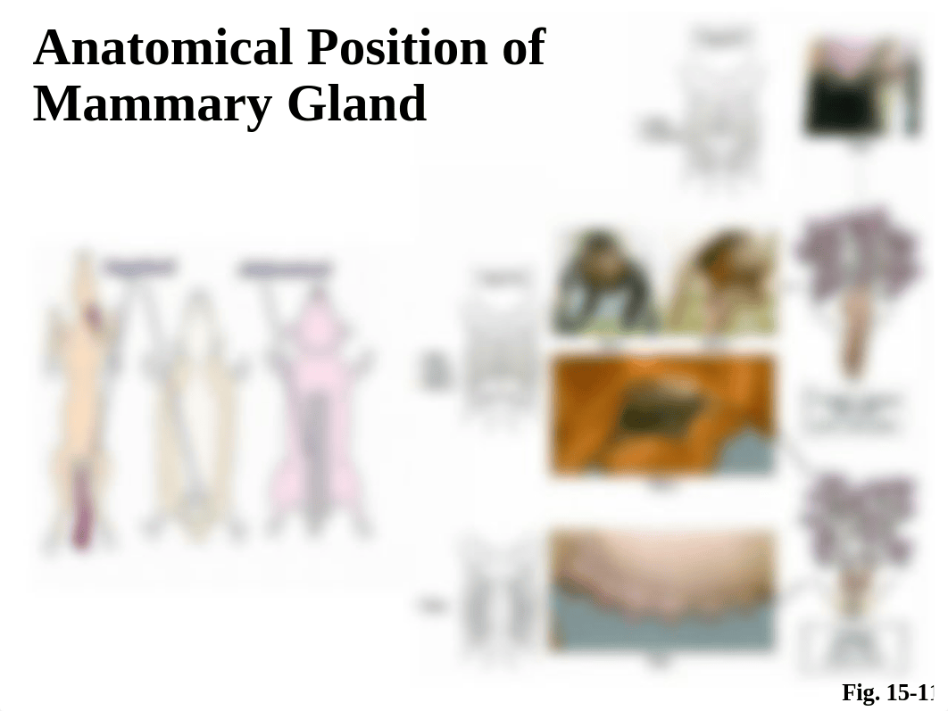 24. Mammary Gland Anatomy.pdf_do3f64qqo4p_page3