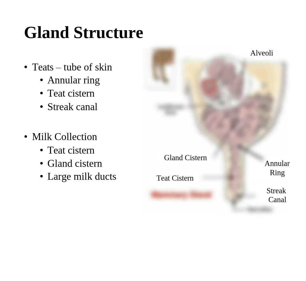 24. Mammary Gland Anatomy.pdf_do3f64qqo4p_page4