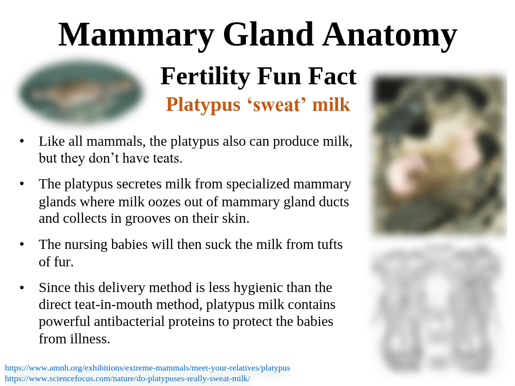 24. Mammary Gland Anatomy.pdf_do3f64qqo4p_page1