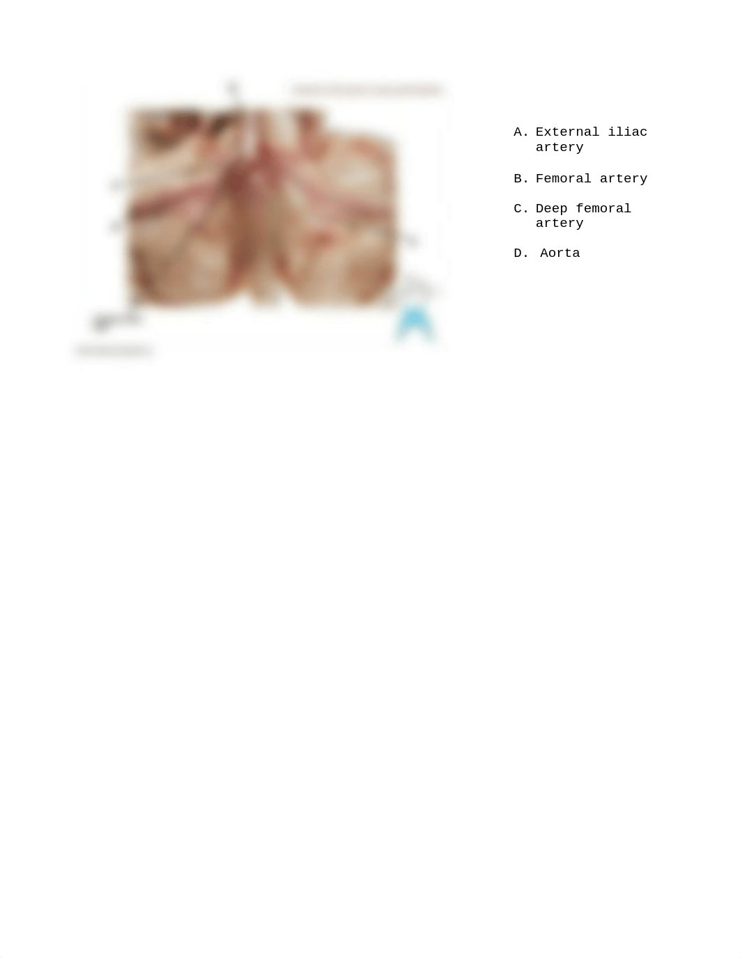 Fetal Pig Extra Credit (1).docx_do3skbjokfw_page2