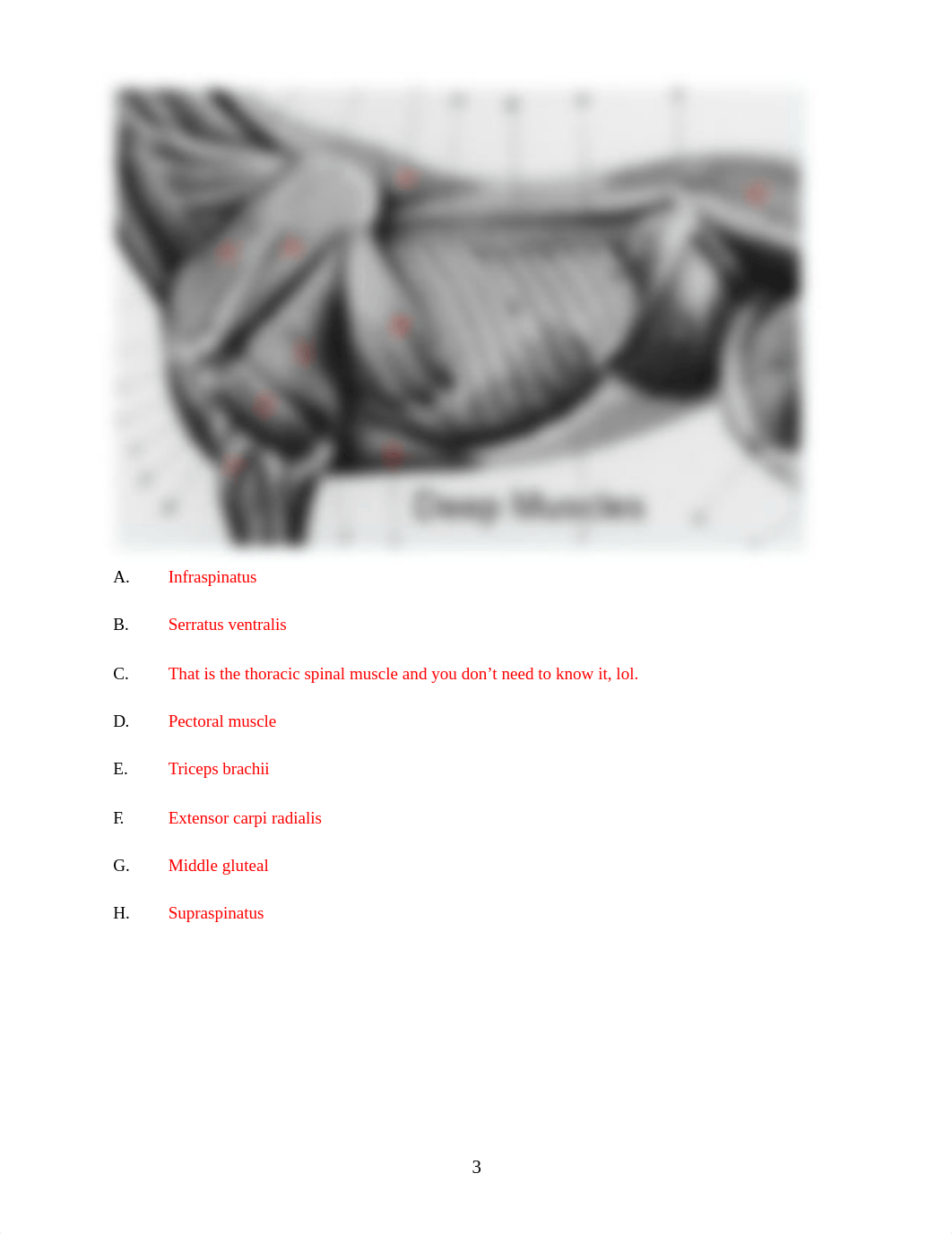 ASSN 5.2 MUSCLE IDENTIFICATION KEY(1).docx_do3wesv7qb2_page3