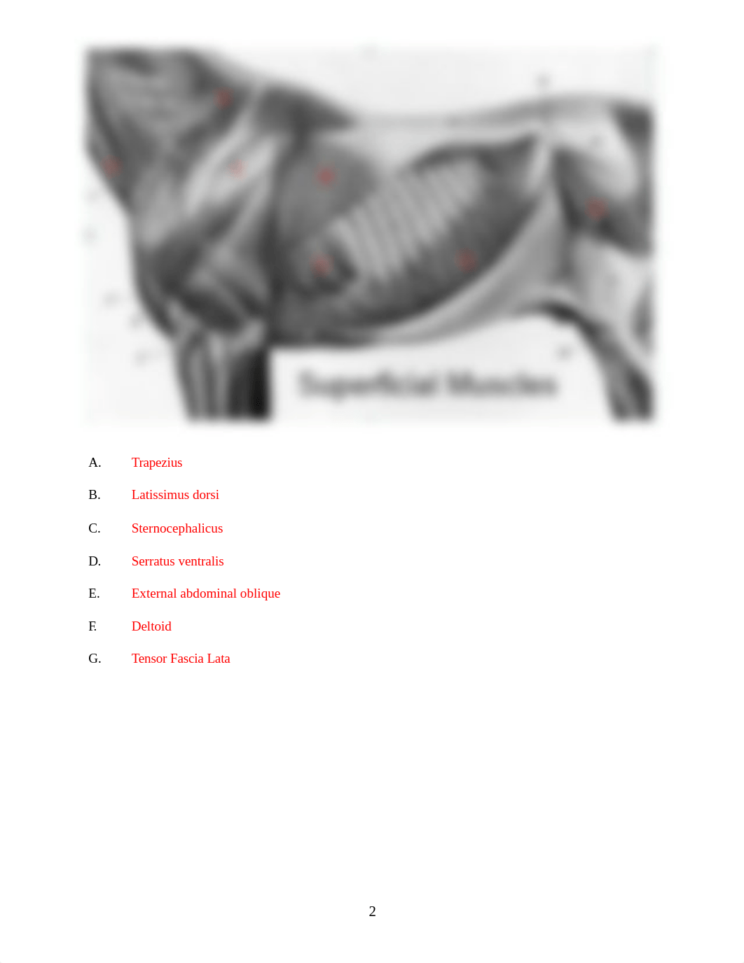 ASSN 5.2 MUSCLE IDENTIFICATION KEY(1).docx_do3wesv7qb2_page2