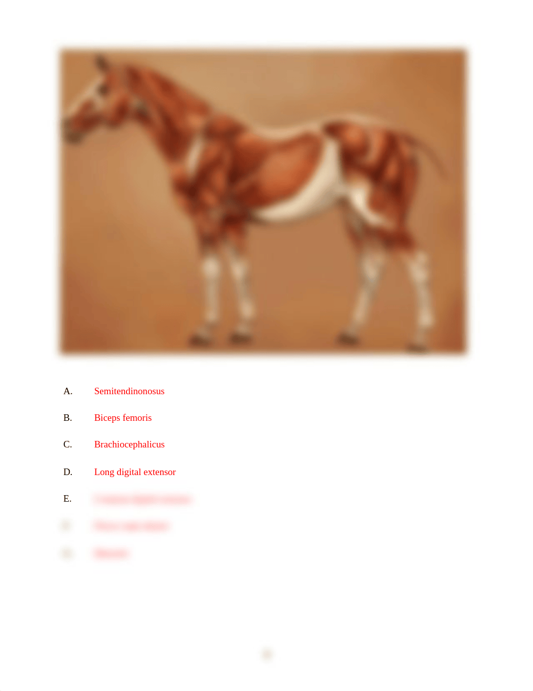 ASSN 5.2 MUSCLE IDENTIFICATION KEY(1).docx_do3wesv7qb2_page4