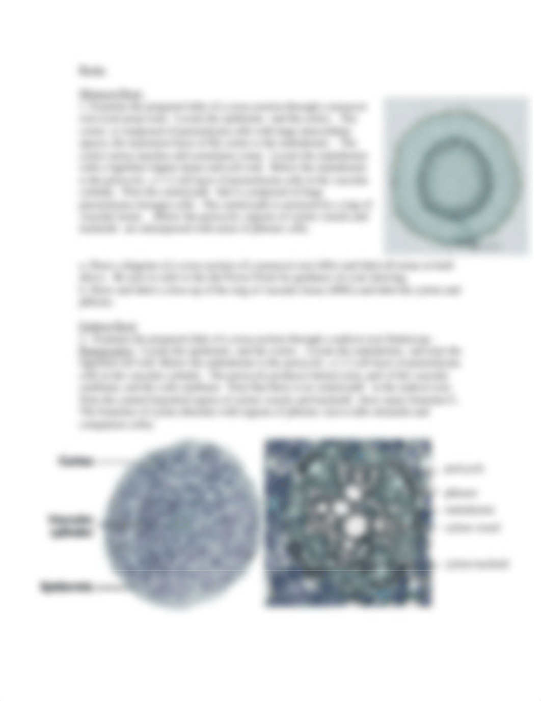 Plant Tissues Class Exercises.docx_do4cx5goedo_page2