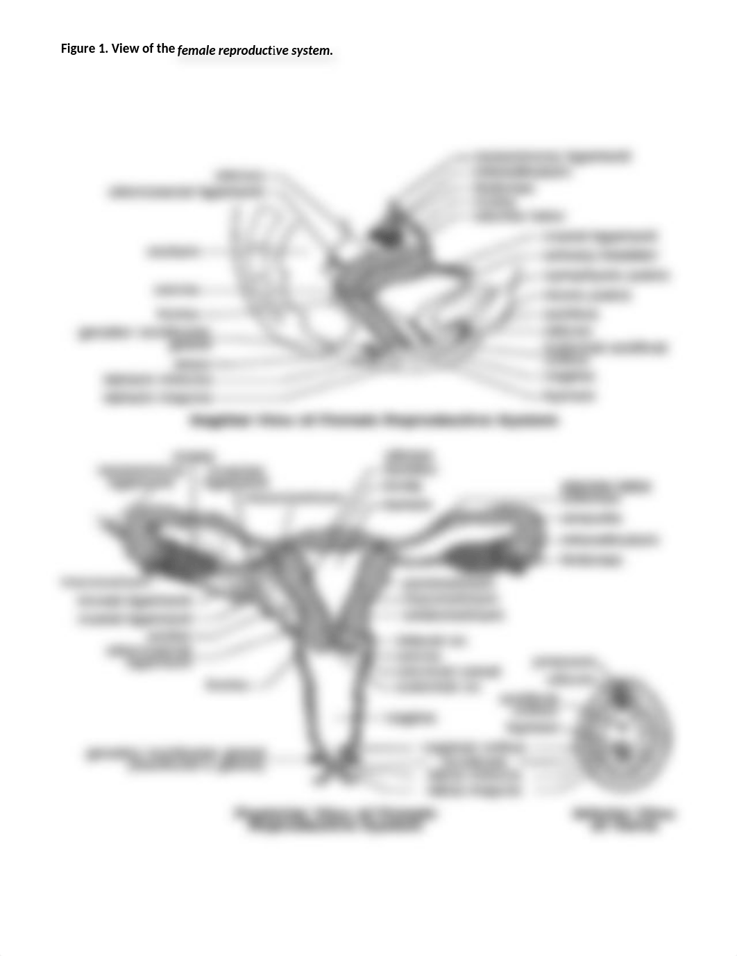 Female Reproductive System DIAGRAM.docx_do4moc4zhkv_page1