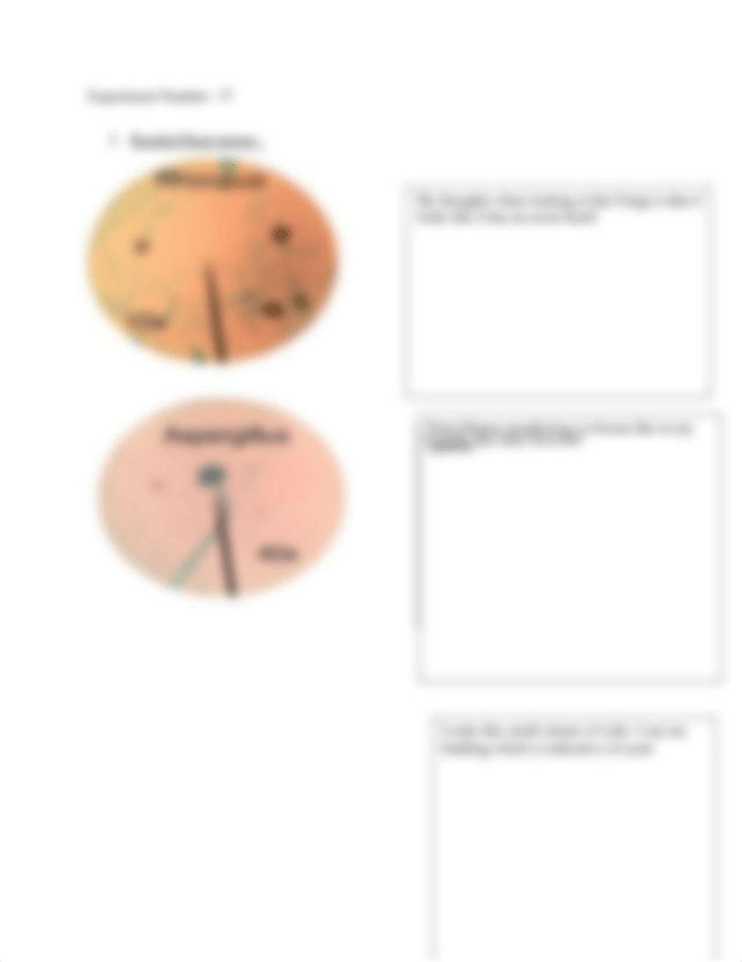 BIO440 Microbiology Laboratory Report (Fungi).docx_do4q3vshdq2_page2