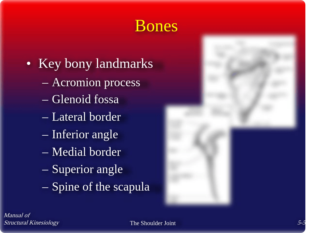 Chap5 - The Shoulder Joint - Notes_do4q8ua4w7d_page5