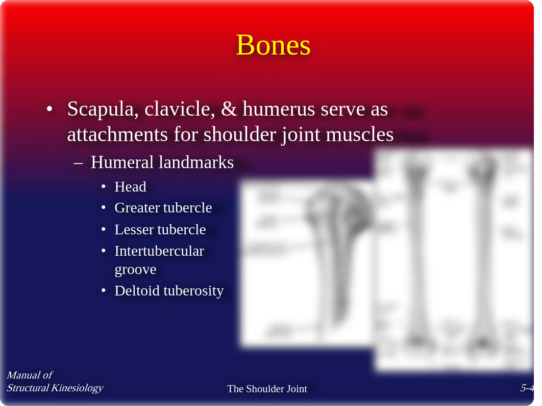 Chap5 - The Shoulder Joint - Notes_do4q8ua4w7d_page4