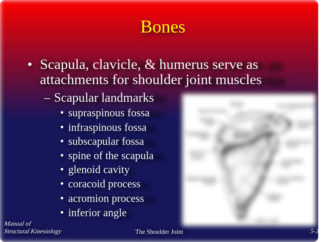 Chap5 - The Shoulder Joint - Notes_do4q8ua4w7d_page3