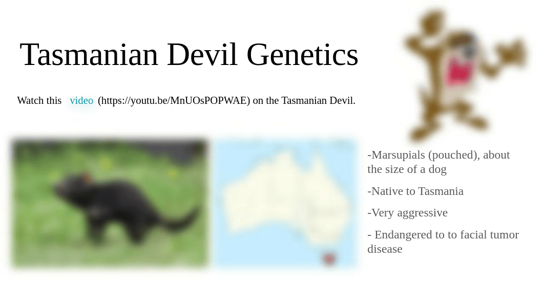 Tasmanian Devil Genetics Completed (1).pptx_do4sjmqu4h7_page1