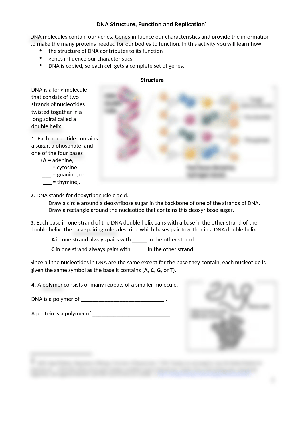 DNA Structure Function Replication worksheet (1).docx_do52tj5b0gh_page1