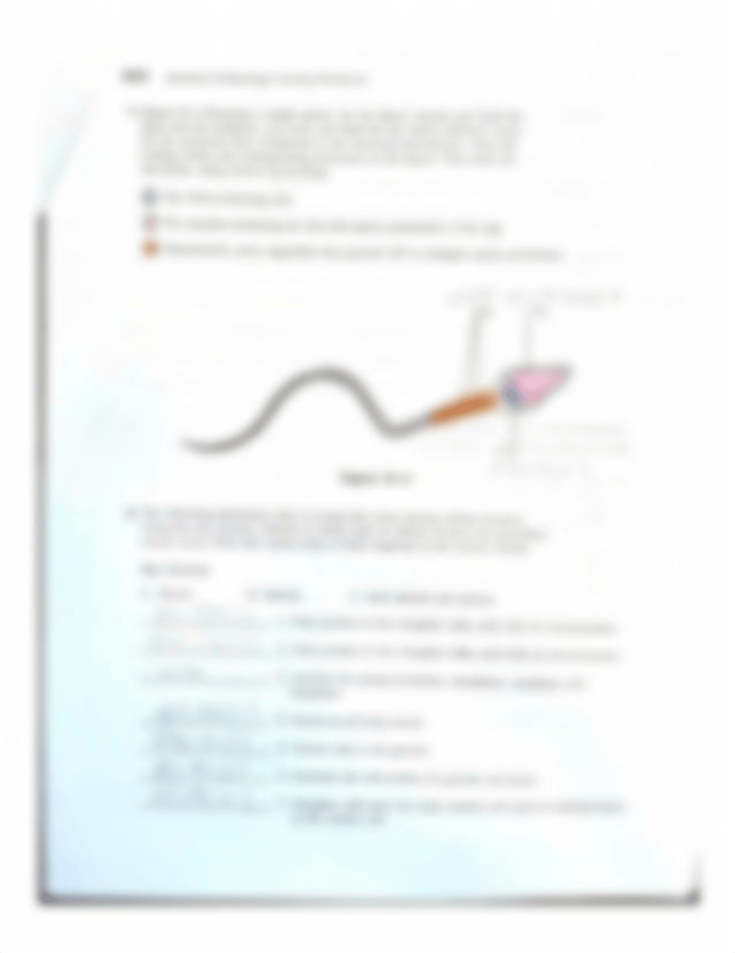 Reproductive Systems Packet.pdf_do5dzthmf4e_page3