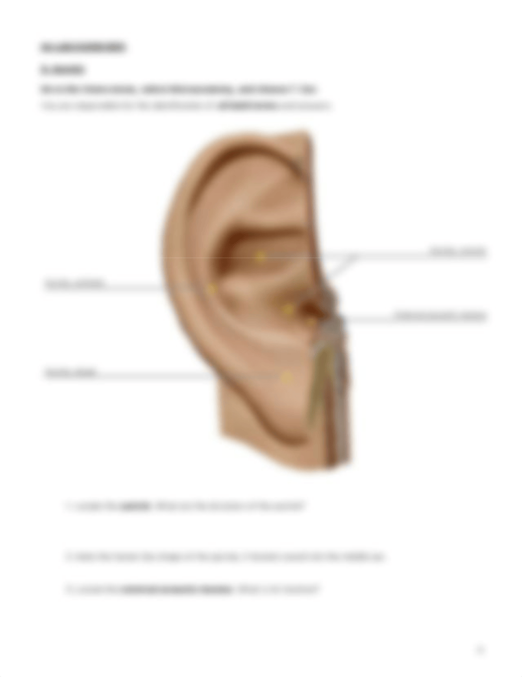 lab manual_senses ear_atlas.pdf_do5vm6atm4b_page4