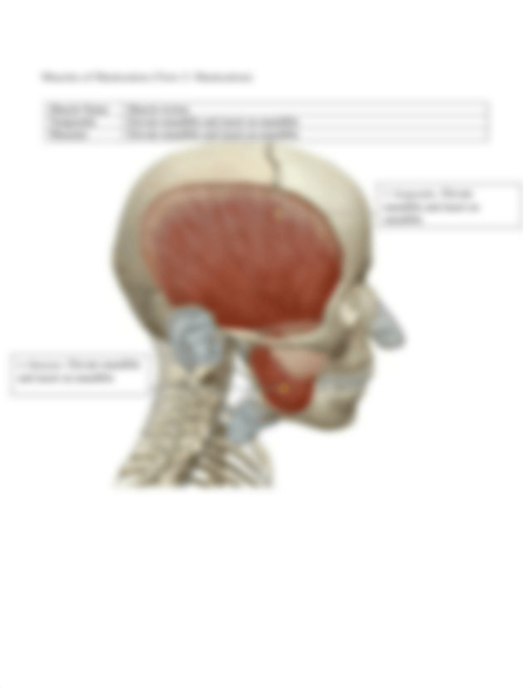 BIO 210 Lab 7 The Muscles Complete (1).docx_do643p3ife2_page4