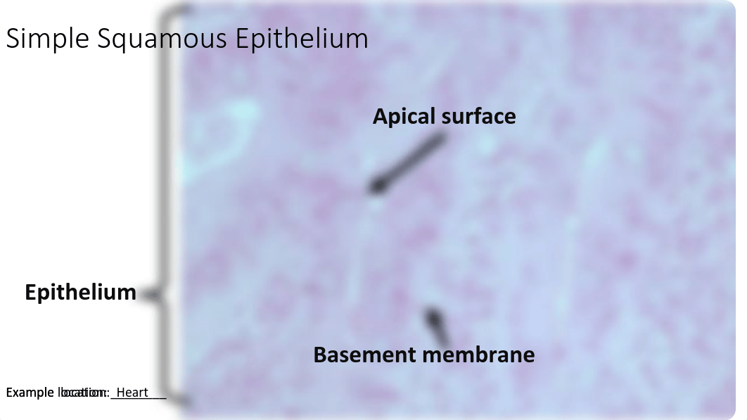 HusmilloCW21Epithelial.pdf_do6tsxz9fan_page3