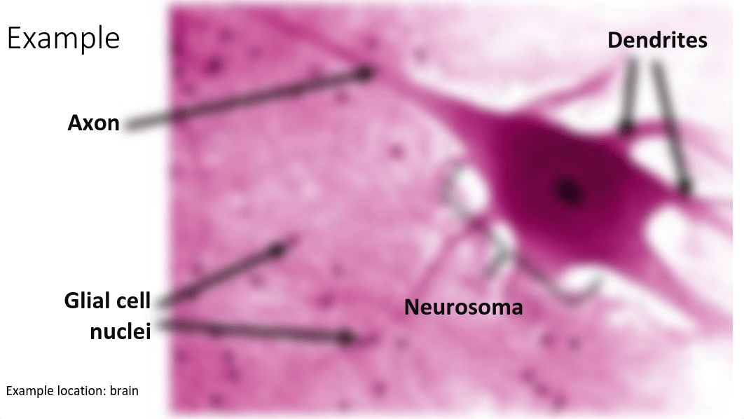 HusmilloCW21Epithelial.pdf_do6tsxz9fan_page2