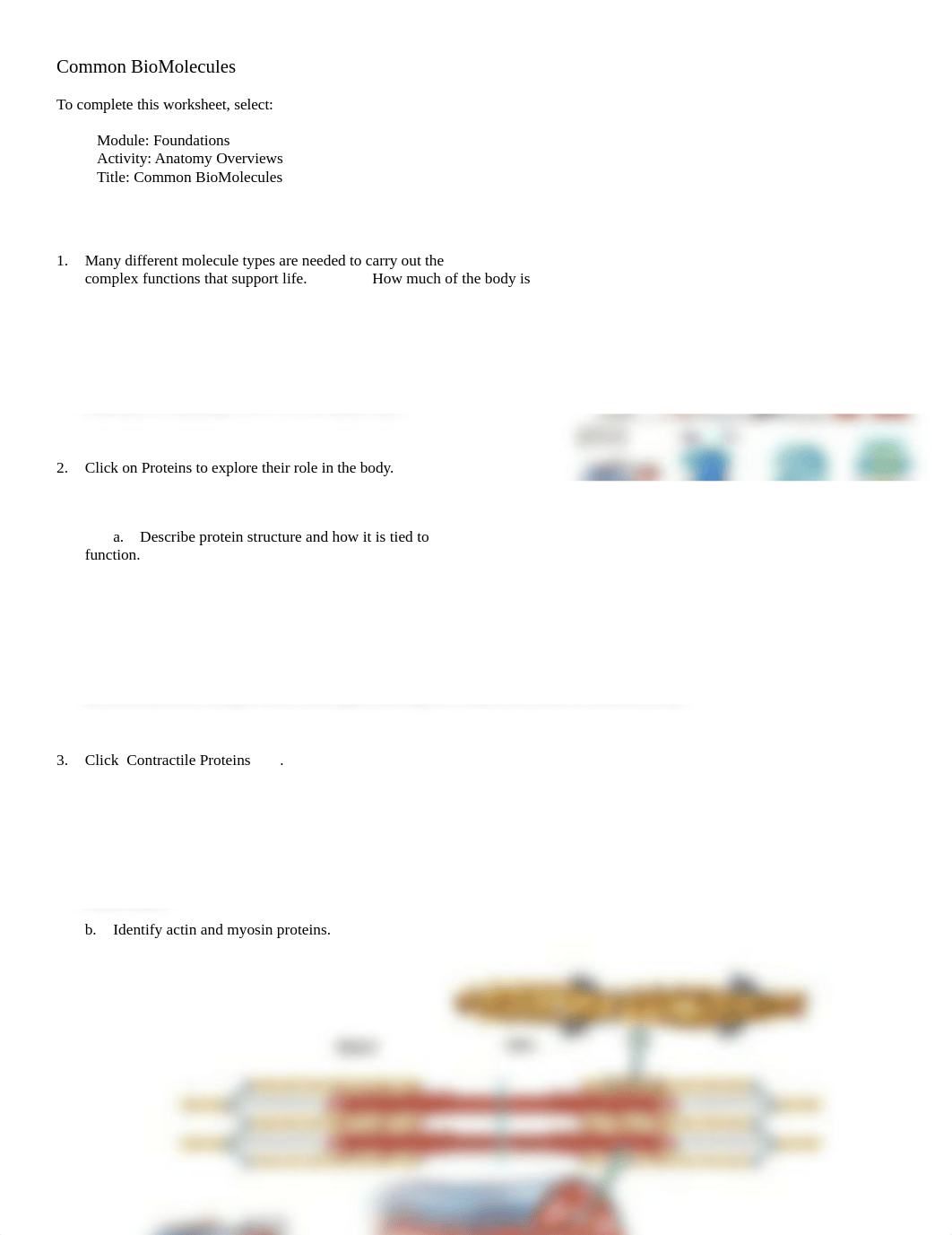 Common biomolecules.doc_do7gmlqgl8n_page1