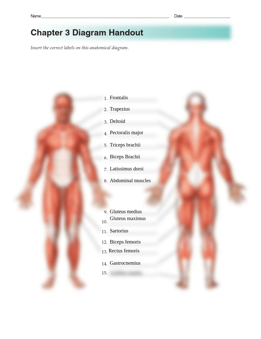 Chapter 3Muscles Diagram.pdf_do9xpoe0uw5_page1