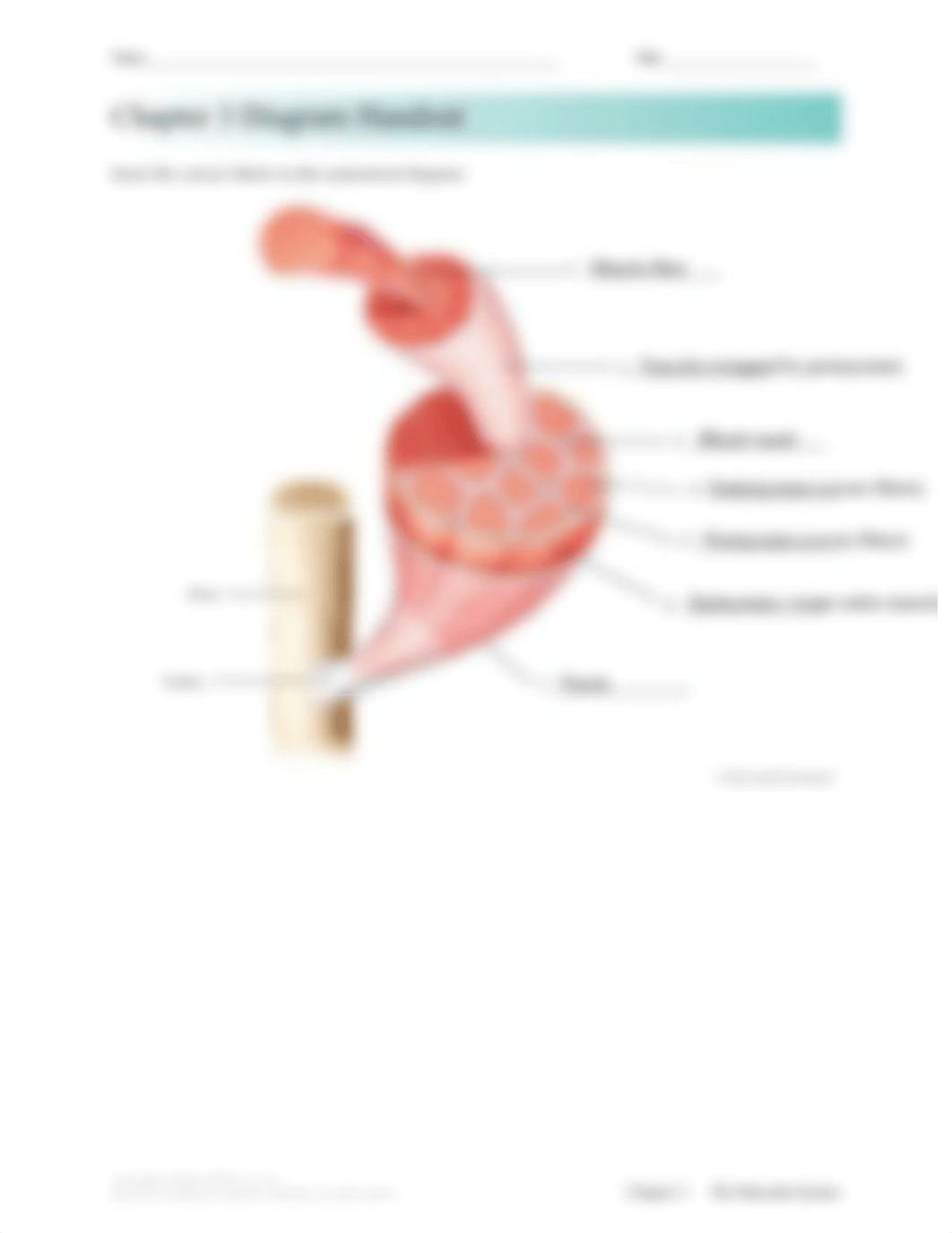 Chapter 3Muscles Diagram.pdf_do9xpoe0uw5_page2