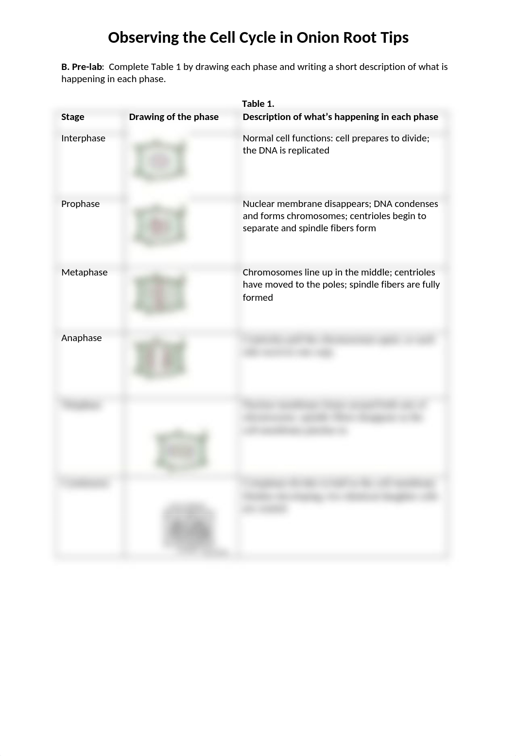 Allium Cell Cycle Worksheet.docx_do9zcwj4kdu_page2