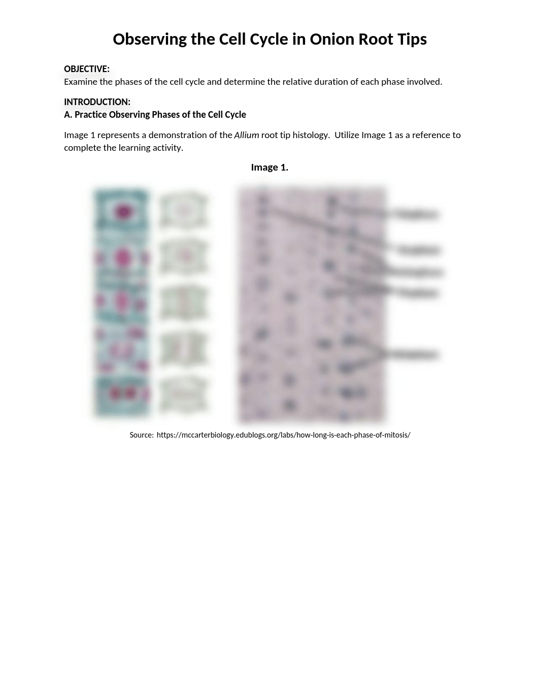 Allium Cell Cycle Worksheet.docx_do9zcwj4kdu_page1