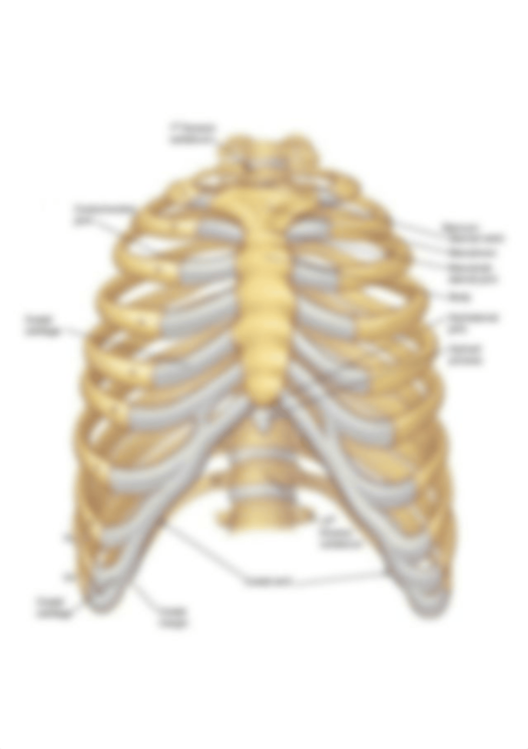 bones-of-the-thorax-thorax-bones-anatomy-human-anatomy-health.jpg_doajkpktb90_page1