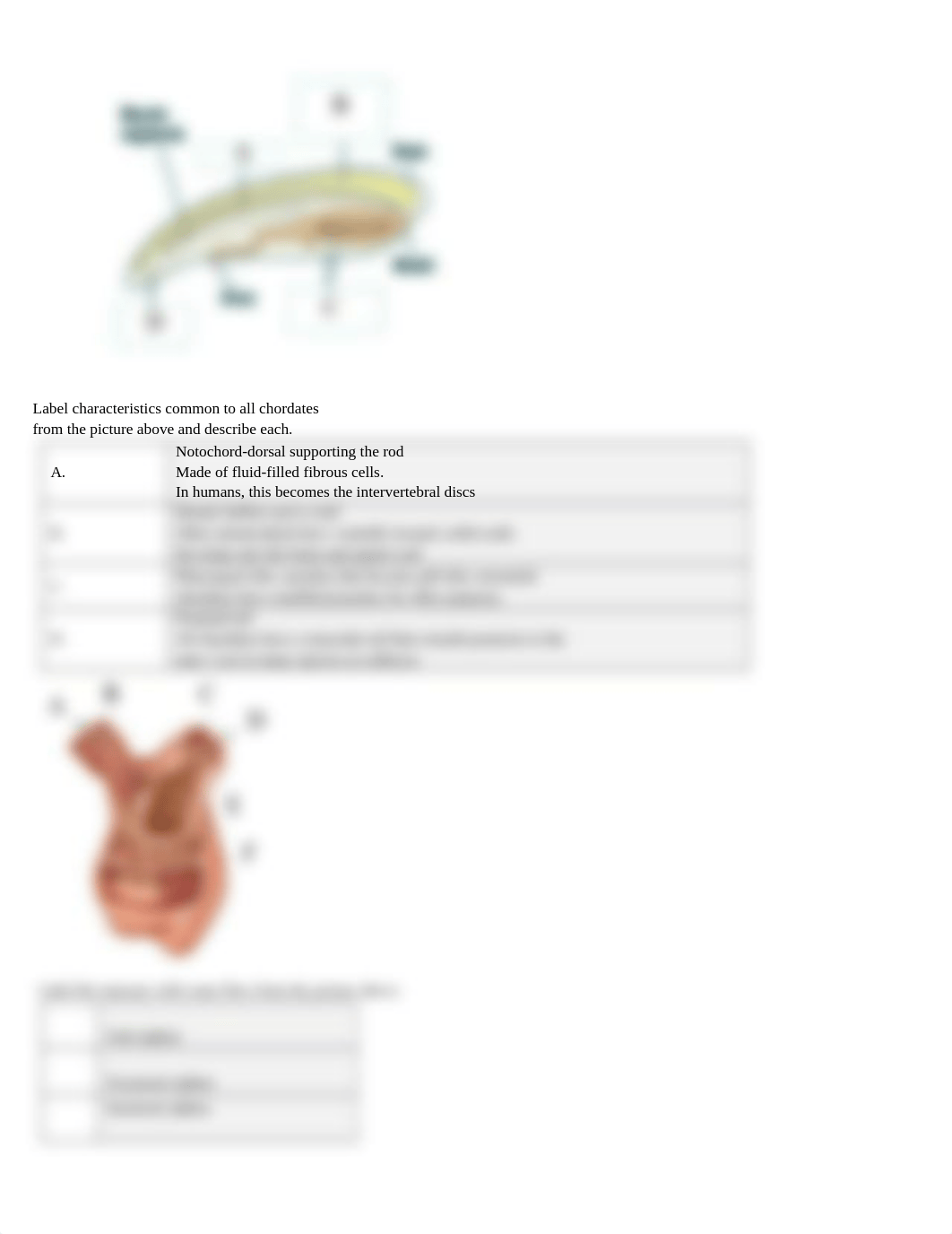 Lab Report 10 Echinoderms and Chordates (2) MELISSA BLEVINS.docx_doar697hg5m_page2