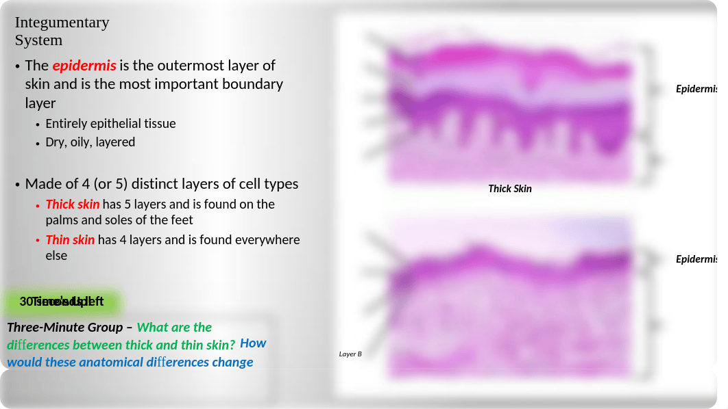 Week 6 - Integumentary System Powerpoint.pptx_doaxgqzh4t9_page4