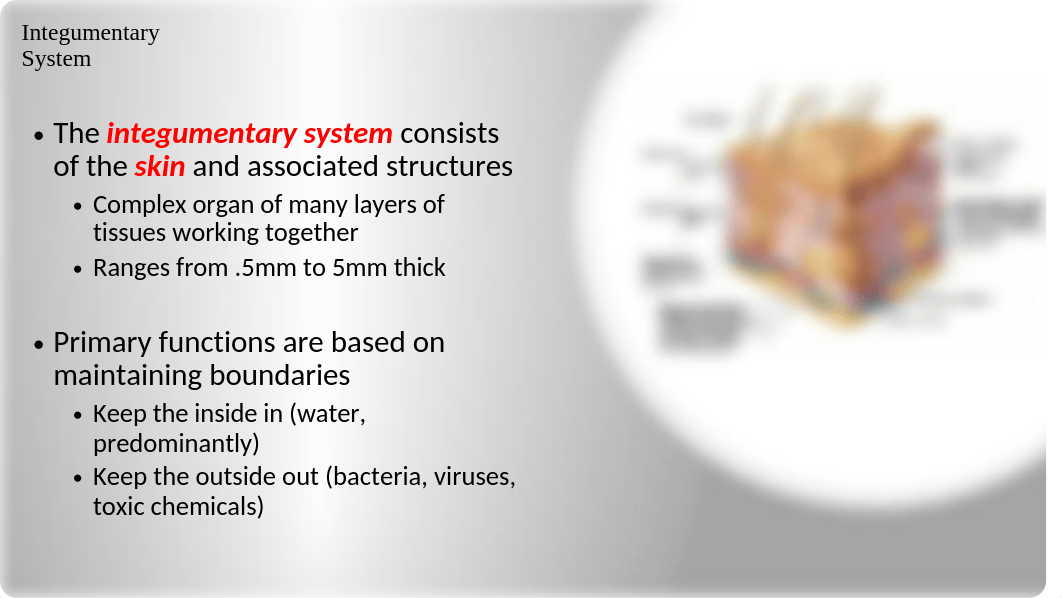 Week 6 - Integumentary System Powerpoint.pptx_doaxgqzh4t9_page2