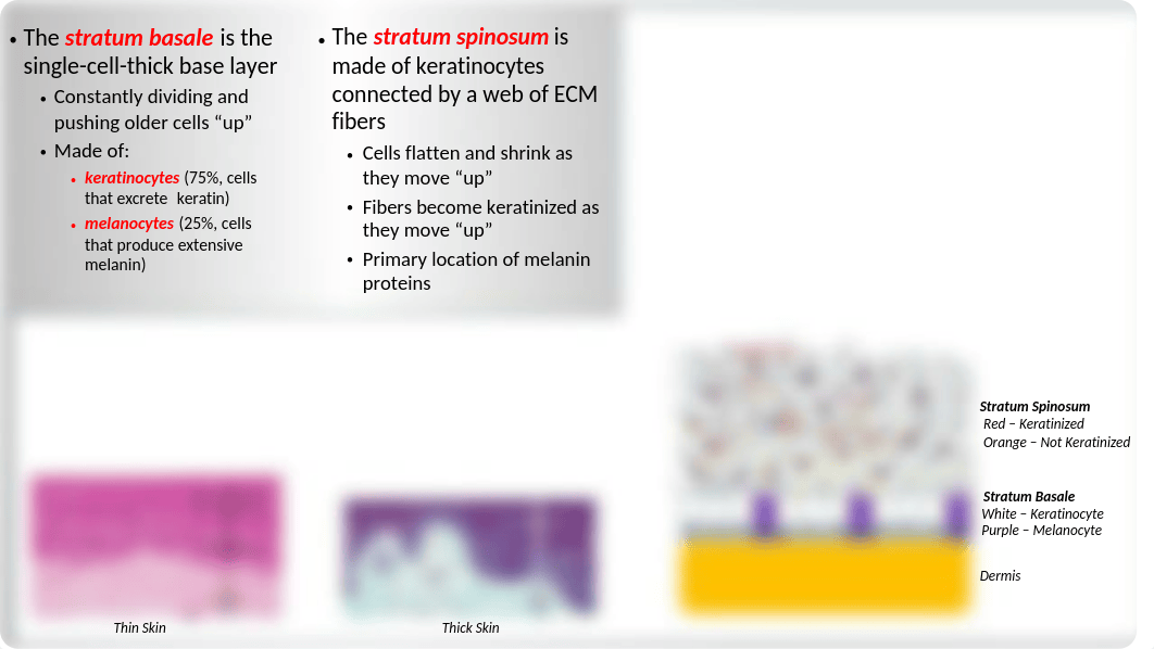 Week 6 - Integumentary System Powerpoint.pptx_doaxgqzh4t9_page5