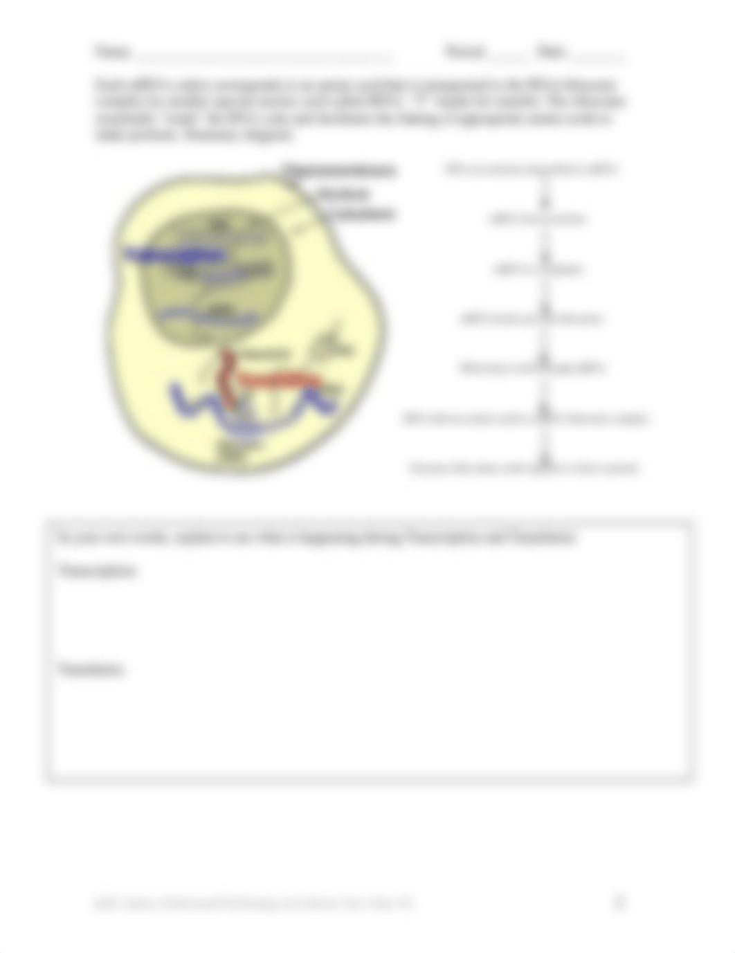 Protein Synthesis Simulation Lab Student W.S..doc_dobnvbj8hkn_page2